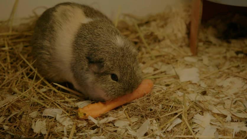 Stichting Cavia