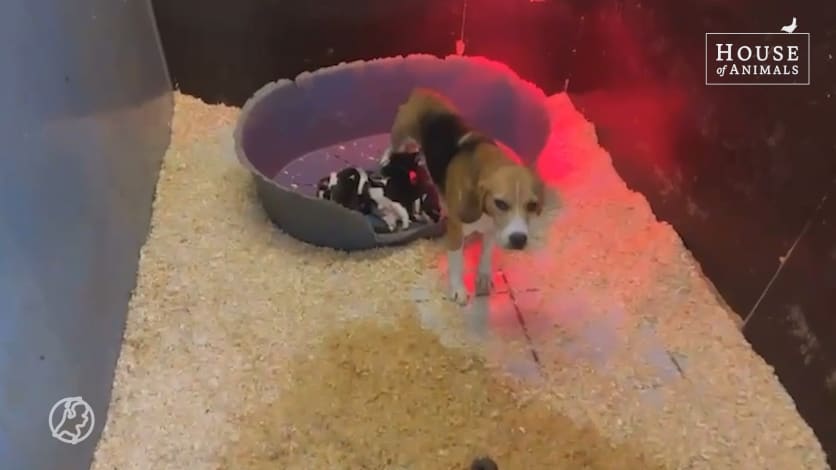 Tientallen verwaarloosde honden aangetroffen bij hondenfokker in Chaam